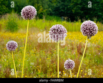 Blumen von Allium Sativum umgangsprachlich Knoblauch eine Spezies der Gattung Zwiebel Allium kulinarischen und medizinischen Zwecken verwendet Stockfoto