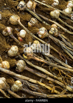 Allium Sativum umgangsprachlich Knoblauch eine Spezies der Gattung Zwiebel Allium kulinarischen und medizinischen Zwecken verwendet Stockfoto