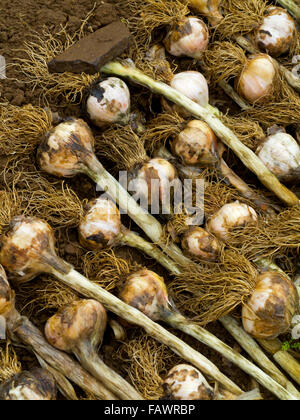 Allium Sativum umgangsprachlich Knoblauch eine Spezies der Gattung Zwiebel Allium kulinarischen und medizinischen Zwecken verwendet Stockfoto