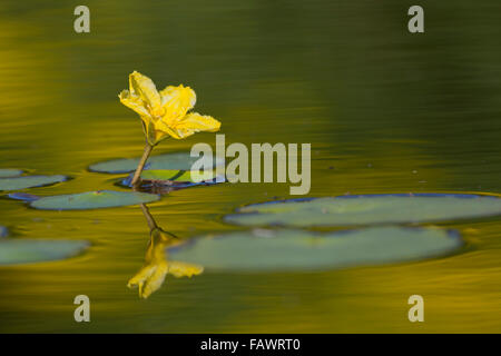 Fransen Seerose; Nymphoides Peltata Blume; Cornwall; UK Stockfoto