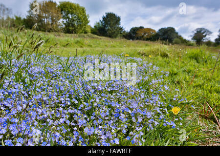 Gamander Ehrenpreis; Veronica Chamaedrys Blüten im Sommer; Cornwall; UK Stockfoto