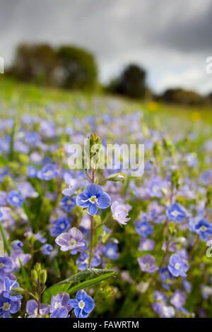 Gamander Ehrenpreis; Veronica Chamaedrys Blüten im Sommer; Cornwall; UK Stockfoto