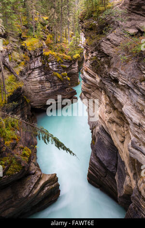 Athabasca fällt des Athabasca River, Jasper Nationalpark, Alberta, Kanada Stockfoto