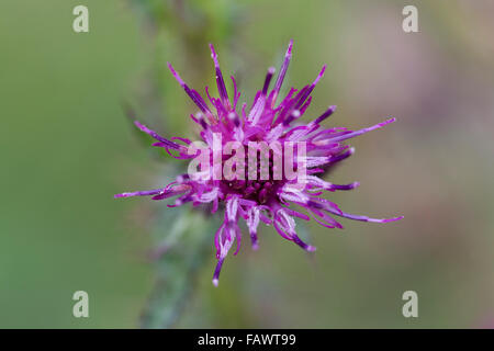 Größere Marsh Distel; Cirsium Palustre Blume; Cornwall; UK Stockfoto