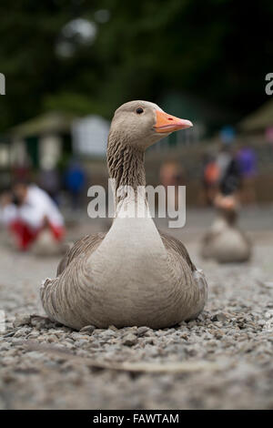 Graugans; Anser Anser Single sitzt am Ufer; Northumberland; UK Stockfoto