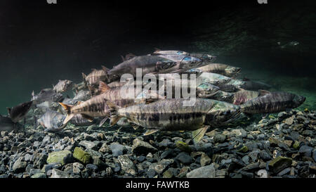 Rosa und Chum Lachs (Oncorhynchus Gorbuscha und O. Keta) Sommer Laichwanderung in einem Nebenfluss des Prinz-William-Sund, AK. Stockfoto