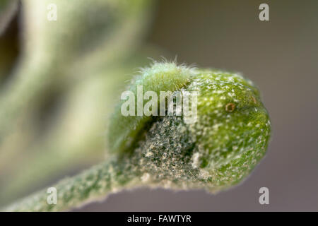 Holly Blue Butterfly Larve; Celastrina Argiolus einzelne Raupe auf Ivy Blütenknospe; Cornwall; UK Stockfoto