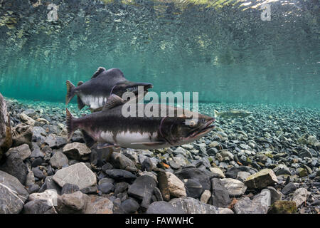 Buckellachs (Oncorhynchus Gorbuscha) Sonden ihr redd während ihrer alpha männlichen Wachen in einem Stream von Alaska im Sommer. Stockfoto