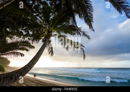 Eine Palme und ein Surfer auf der Nordküste von Oahu Stockfoto