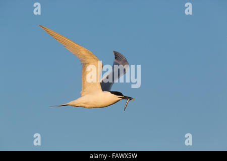Brandseeschwalbe; STERNA Sandvichensis Single im Flug tragen Fische Anglesey; UK Stockfoto