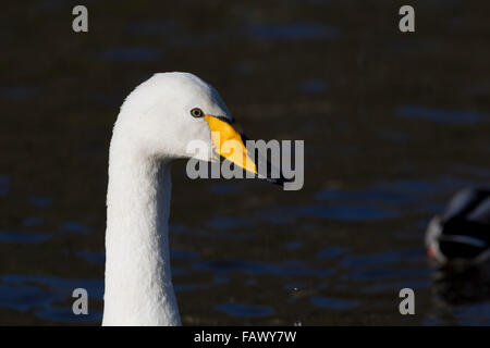 Singschwan; Cygnus Cygnus Single Portrait Helston Boating Lake; Cornwall; UK Stockfoto