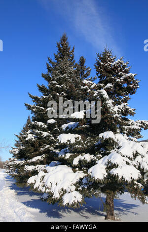 Kiefer, Schnee, Winter, Montreal, Stockfoto