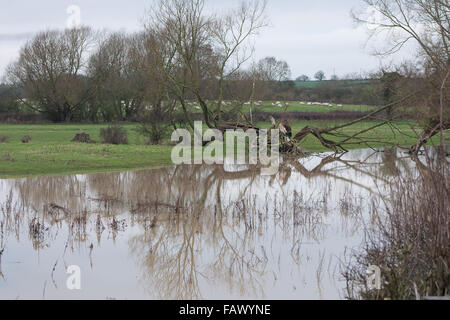 Felder bedeckt mit Wasser, nach der schweren Januar machen das Leben schwer für die Bauern das Land erhalten, auf Regen Stockfoto