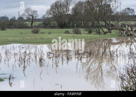 Felder bedeckt mit Wasser, nach der schweren Januar machen das Leben schwer für die Bauern das Land erhalten, auf Regen Stockfoto