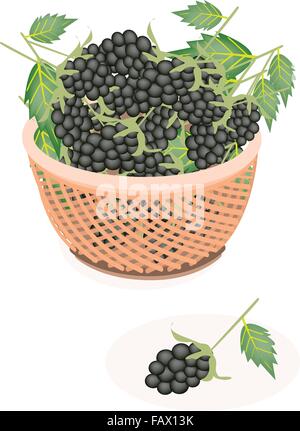 Frisches Obst, leckeren frischen Brombeeren mit grünen Blättern auf einem schönen Weidenkorb Stock Vektor