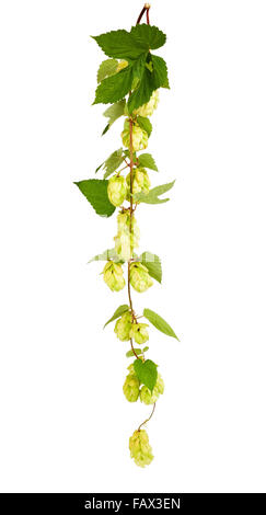 Hopfen mit Blättern isoliert auf weiss Stockfoto