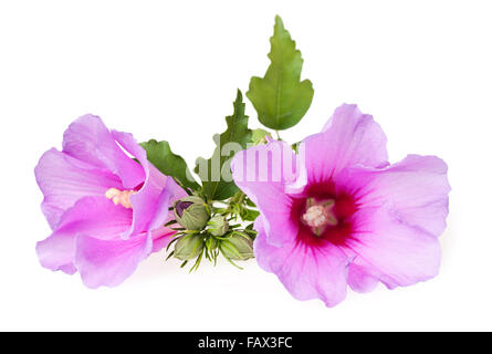 Hibiskusblüten, isoliert auf weiss Stockfoto