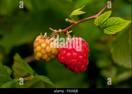 Unreife und reife Himbeeren auf dem Ast Stockfoto