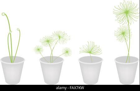 Ökologisches Konzept, eine Illustration Sammlung von Cyperus Papyrus oder Cyperaceae Pflanze im Blumentopf, Isolated on White Background Stock Vektor