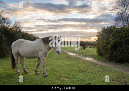 New Forest Ponys an einem Wintertag, Hampshire, Großbritannien. Stockfoto