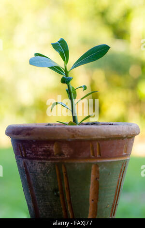 Wachsende Konzept: Nahaufnahme von Young Adenium Obesum Bäume Stockfoto