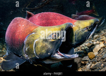 Ein männlicher Rotlachs (Oncorhynchus Nerka) wehrt einen eindringenden Männchen mit Gape Bedrohung in einem Alaskan Stream im Frühsommer. Stockfoto