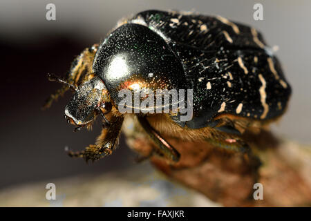 Rose Chafer (Cetonia Aurata) close-up, mit Blick auf Haare und Augen. Eine schillernde grün-weißen Käfer in Familie Scarabaeidae Stockfoto