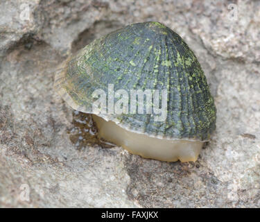 Gemeinsame Limpet (Patella Vulgata) am Ufer mit Fuß ausgesetzt. Ein Weichtier Molluske auf Felsen, mit Spuren von Schleim sichtbar Stockfoto