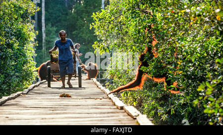 Der indonesische Begleiter des Nationalparks rollt auf dem Wagen des Sterns für Orang-Utans in Reha-Lager. Regenwald von Borneo Stockfoto