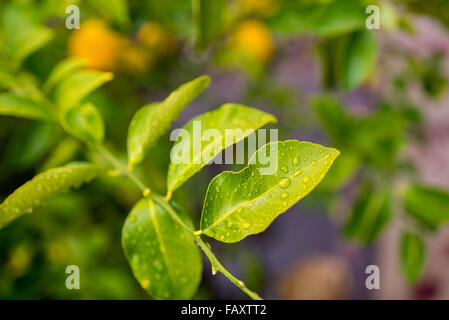 Frischer Regen Tröpfchen auf Zitrone-Baum-Blätter Stockfoto