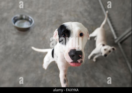 Hungrigen Hund ist ein Hund, der sehnsüchtig auf seine Schale gefüllt werden, wie sein kleiner Freund unten auf Uhren. Stockfoto