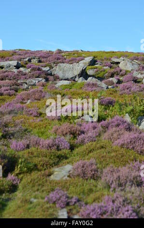 Heather, Sträuchern und Felsen auf einem Hügel auf die North York Moors im Sommer, England Stockfoto