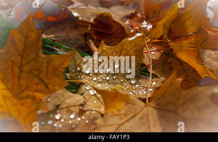 Wassertropfen Regen auf gefallenen Herbst Ahorn Blätter. Stockfoto