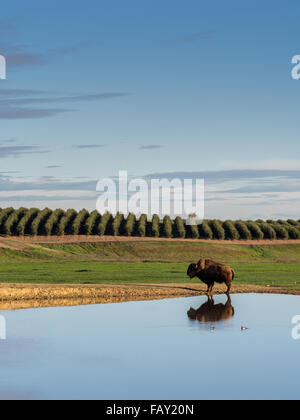 CHICO, Kalifornien, USA - 28. Februar 2015: Einsame Büffel spiegelt sich in einem Teich in einem ländlichen landwirtschaftlichen Gebiet in Nord-Kalifornien Stockfoto