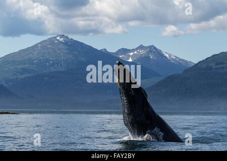 Ein Buckelwal Spion Hopfen in Lynn Canal, Inside Passage in der Nähe von Juneau mit Chilkat Bergen im Hintergrund, südöstlichen Alaska, Sommer Stockfoto