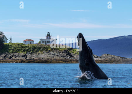 Ein Buckelwal Spion Hopfen in Lynn Canal, Inside Passage in der Nähe von Juneau mit Leuchtturm im Hintergrund, südöstlichen Alaska, Sommer Retreat Stockfoto