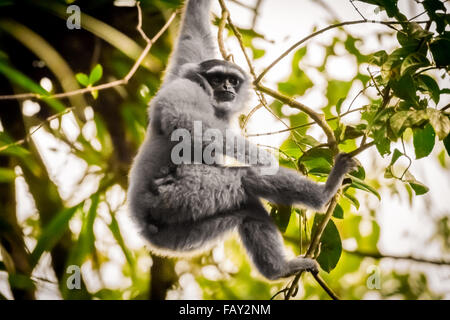 Ein Javanegibbon (Hylobates moloch, silvery gibbon) im Gunung Halimun Salak National Park in West Java, Indonesien. Stockfoto