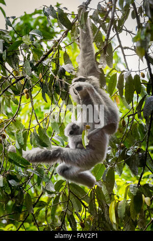 Eine weibliche Einzelperson des Javanischen Gibbons (Hylobates moloch, silbrig Gibbon), die ein Kleinkind trägt, während sie im Gunung Halimun Salak National Park auf Nahrungssuche ist. Stockfoto