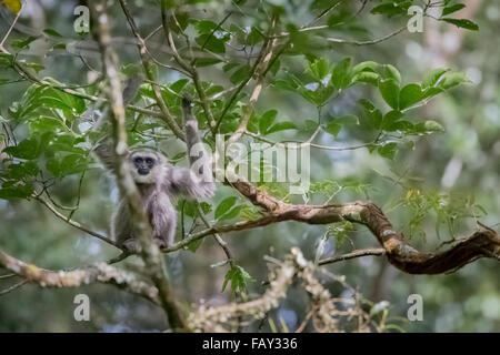 Porträt eines Javanischen Gibbons (Hylobates moloch, silvery gibbon) im Gunung Halimun Salak Nationalpark in West Java, Indonesien. Stockfoto