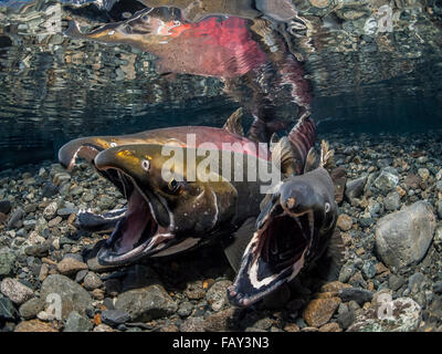 Silberlachs (Oncorhynchus Kisutch) in der Tat der Laich in eine Alaska-Stream im Herbst. Stockfoto