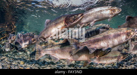 Rosa und Chum Lachs (Oncorhynchus Gorbuscha und O. Keta) Sommer Laichwanderung in einem Nebenfluss des Prinz-William-Sund, AK. Stockfoto