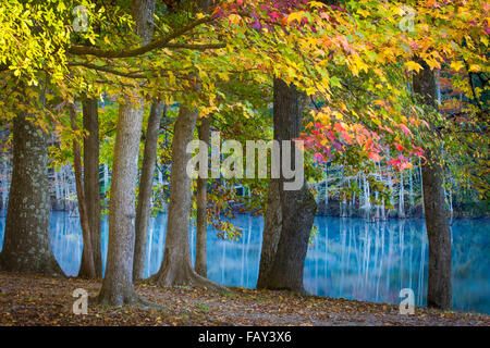 Beavers Bend State Park ist ein 1.300 Hektar State Park in der Nähe von Broken Bow, Oklahoma Stockfoto