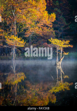 Beavers Bend State Park ist ein 1.300 Hektar State Park in der Nähe von Broken Bow, Oklahoma Stockfoto