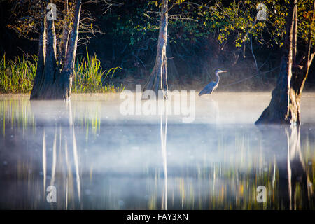 Beavers Bend State Park ist ein 1.300 Hektar State Park in der Nähe von Broken Bow, Oklahoma Stockfoto