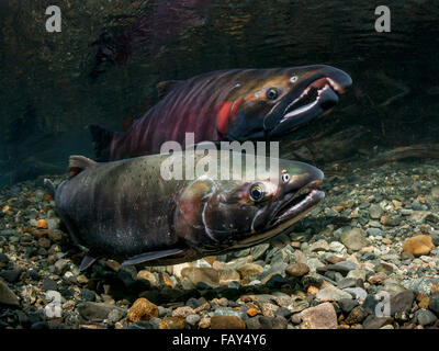 Silberlachs (Oncorhynchus Kisutch) laichen paar in einem Alaskan Stream im Herbst, Yunan Alaska Stockfoto