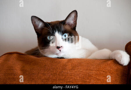 Paka, eine gemischte siamesische Katze mit einer braunen Nase züchten Stockfoto