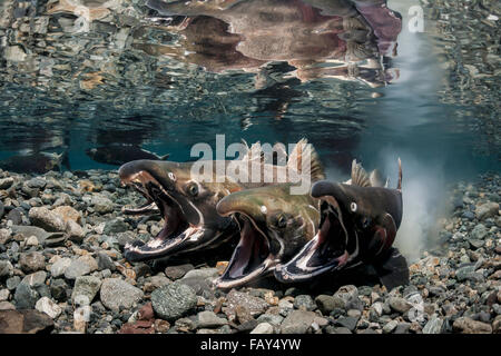 Silberlachs (Oncorhynchus Kisutch) in der Tat der Laich in eine Alaska-Stream im Herbst. Stockfoto