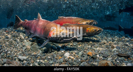 Männlicher Silberlachs (Oncorhynchus Kisutch) schwebt über den Redd als weibliche Atempts zu verjagen, einen Eindringling, Yunan Alaska Stockfoto