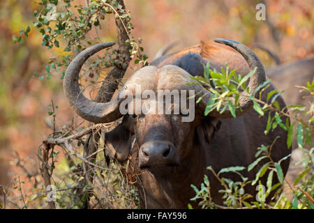 Porträt eines afrikanischen oder Kaffernbüffel (Syncerus Caffer), Krüger Nationalpark, Südafrika Stockfoto