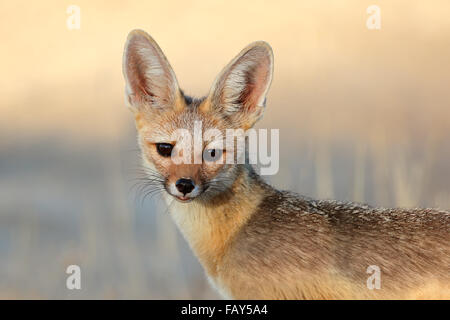 Porträt eines Cape Fuchses (Vulpes Chama), Kalahari-Wüste, Südafrika Stockfoto